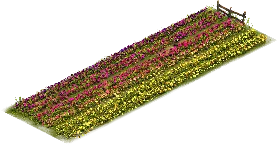Huerto de Sternbergia