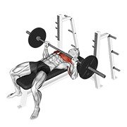 barbell bench press (barbell)