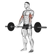 barbell curl (barbell)