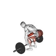 barbell deadlift (barbell)