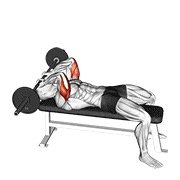 barbell lying triceps extension skull crusher (barbell)