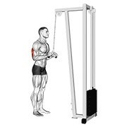 cable triceps pushdown (v-bar) (cable)