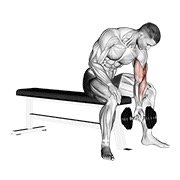 dumbbell concentration curl (dumbbell)