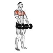 dumbbell front raise (dumbbell)