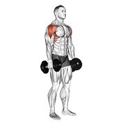 dumbbell lateral raise (dumbbell)