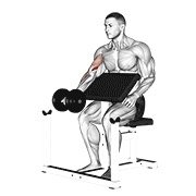 dumbbell preacher curl (dumbbell)