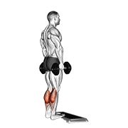 dumbbell standing calf raise (dumbbell)