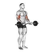 ez barbell curl (ez barbell)