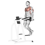 triceps dip (body weight)