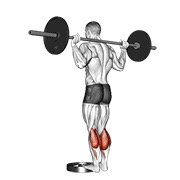 barbell standing calf raise (barbell)