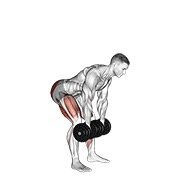 dumbbell romanian deadlift (dumbbell)